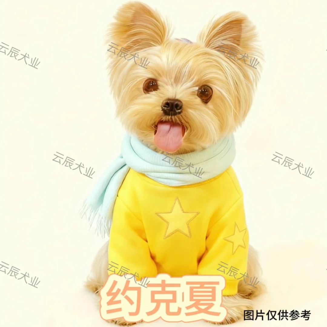 [云辰犬业]约克夏幼犬全款链接