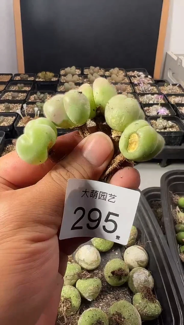 一物一拍         --295   无售后有疤