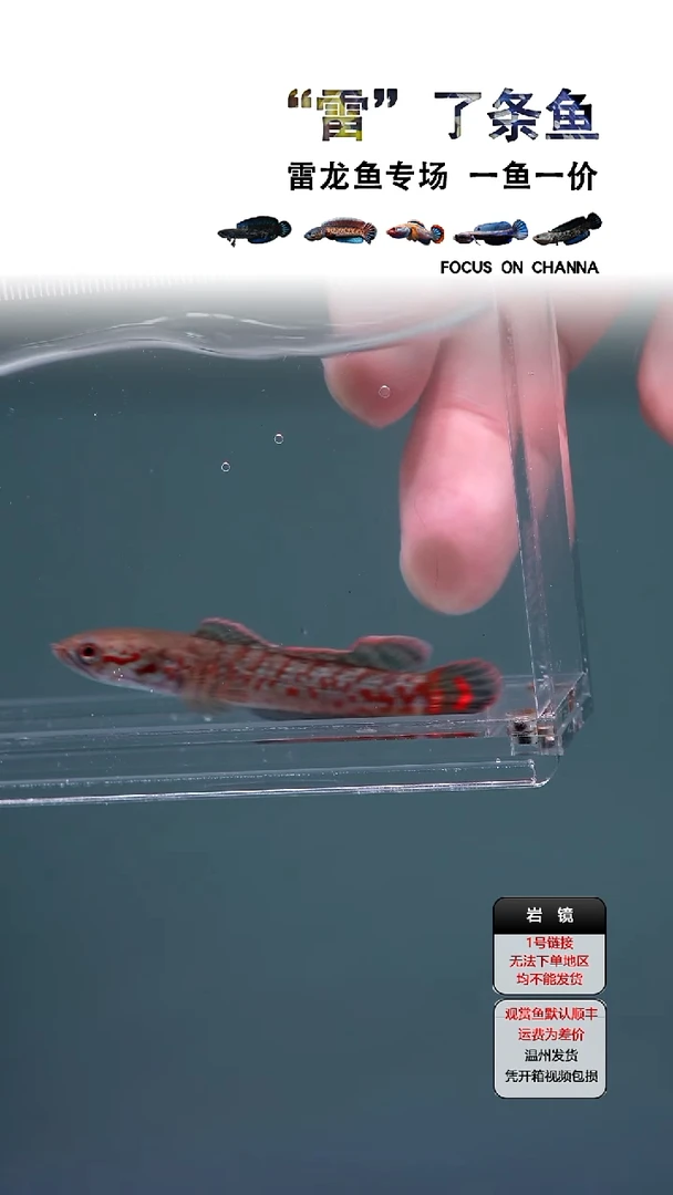 雷龙七彩瑕疵4-5CM