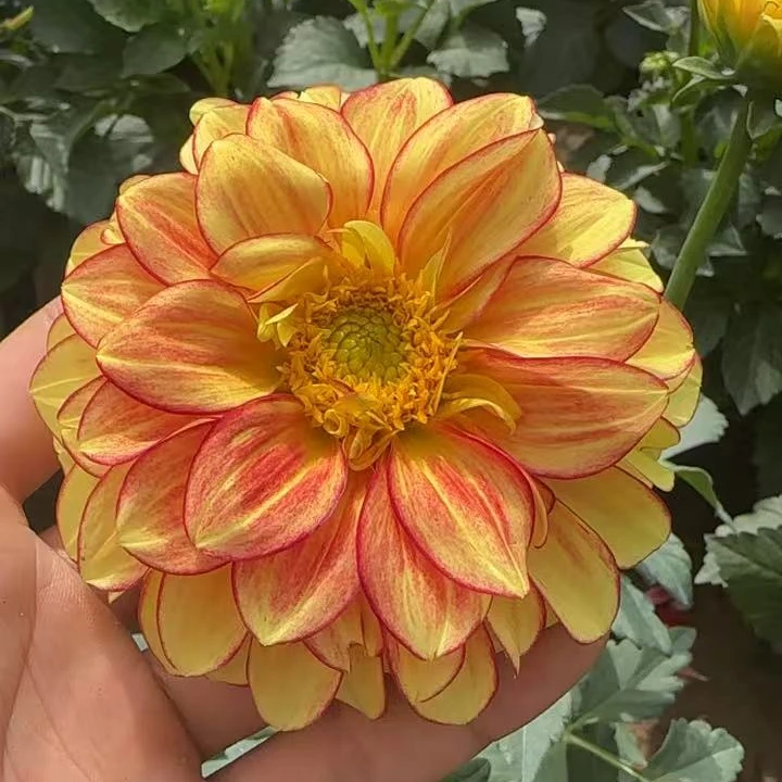 【大芹菜】大丽花种球盆栽