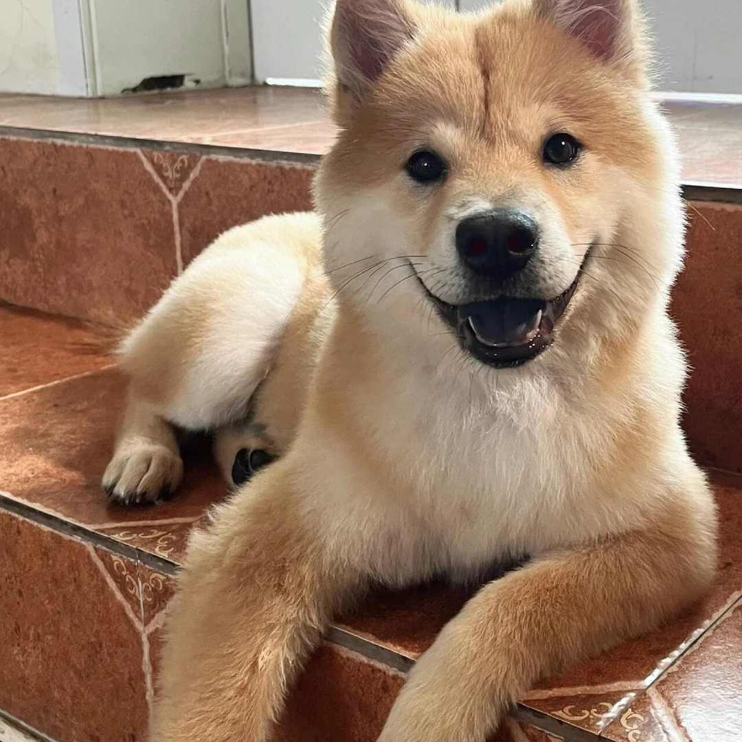 【黄狗白面 五黑 黄白土松田园犬】狗狗活体链接