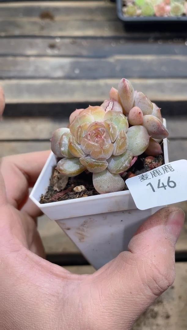 146红色恋人      量拍1颗