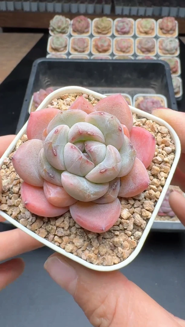 【闪购商品】538E号一物一拍多肉花卉植物3颗起发