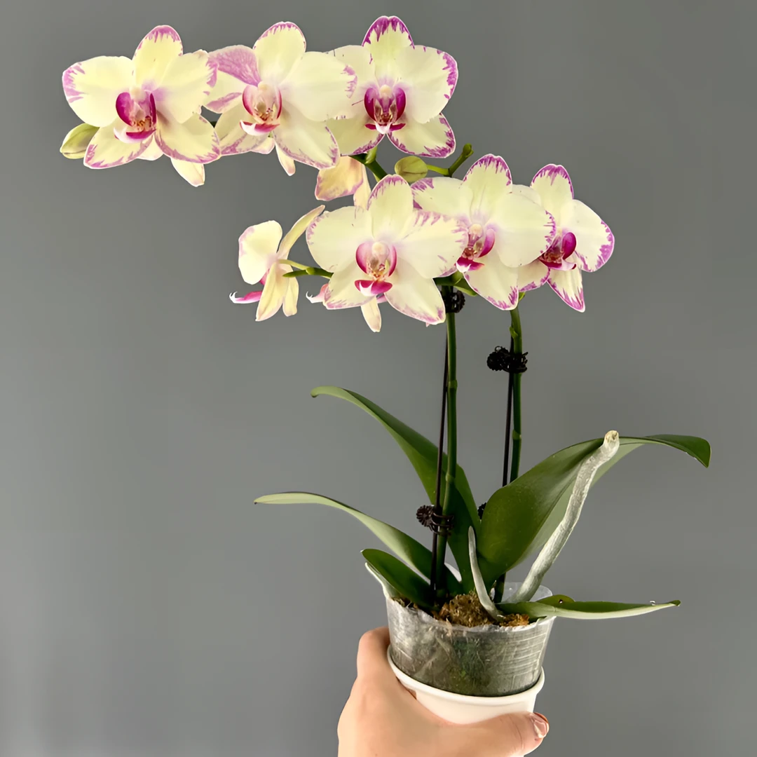 【王大拿】《绿闪电》精品蝴蝶兰带花苞鲜花发货高档新手好养