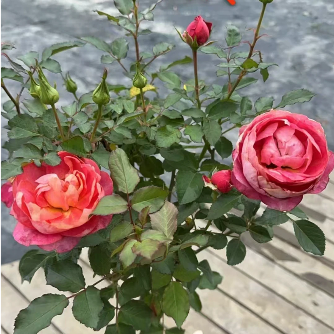 月光美人棒棒糖带盆带土发货