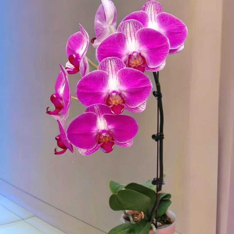 画鲜【情人】3.8寸杯蝴蝶兰花苗盆栽室内花卉四季好养活美观