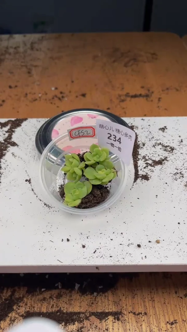 234多肉植物多肉植物