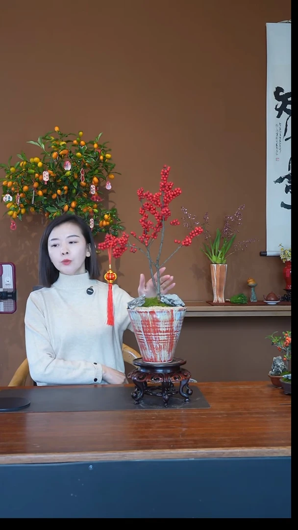 全部花朵冬青盆景盆景盆景