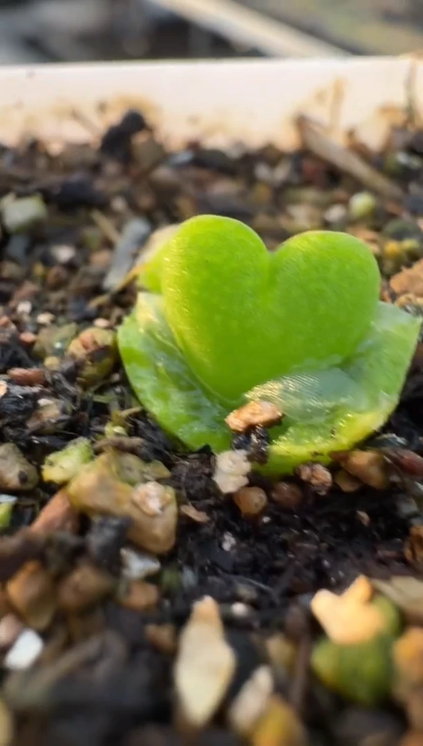 【闪购商品】3-128