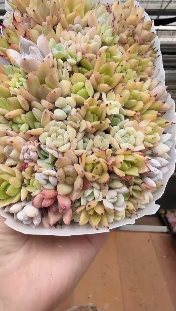 东云多肉园新款-104