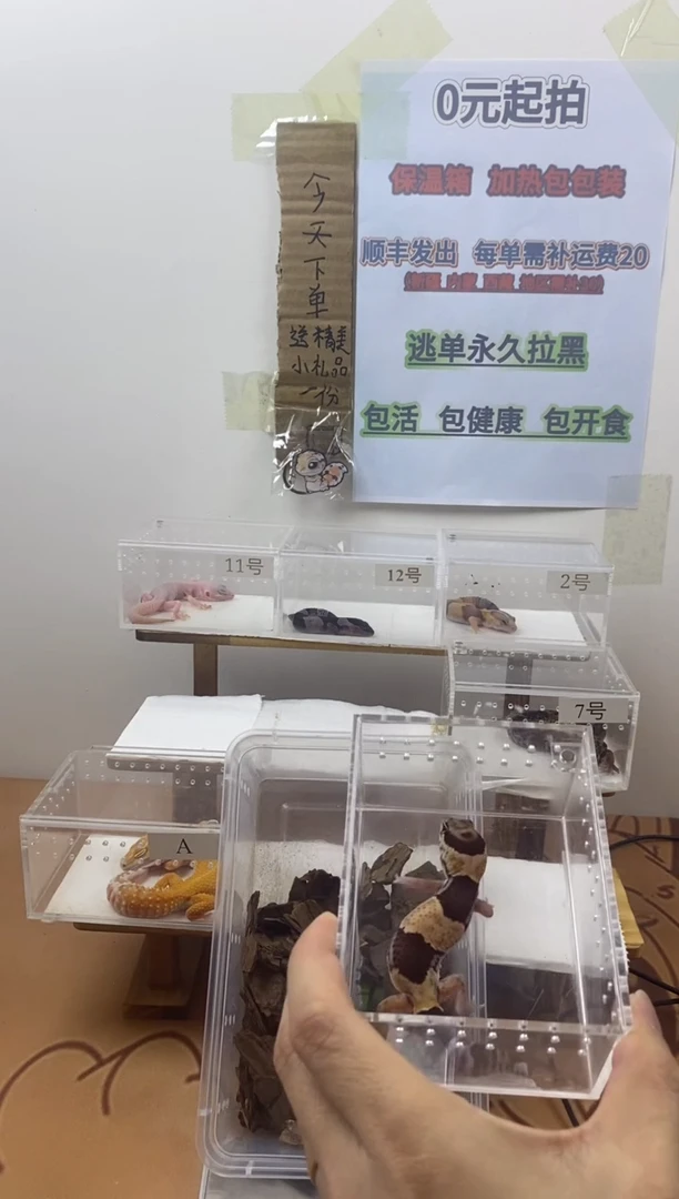 豹纹守宫豹纹守宫幼苗亚成体成体肥尾