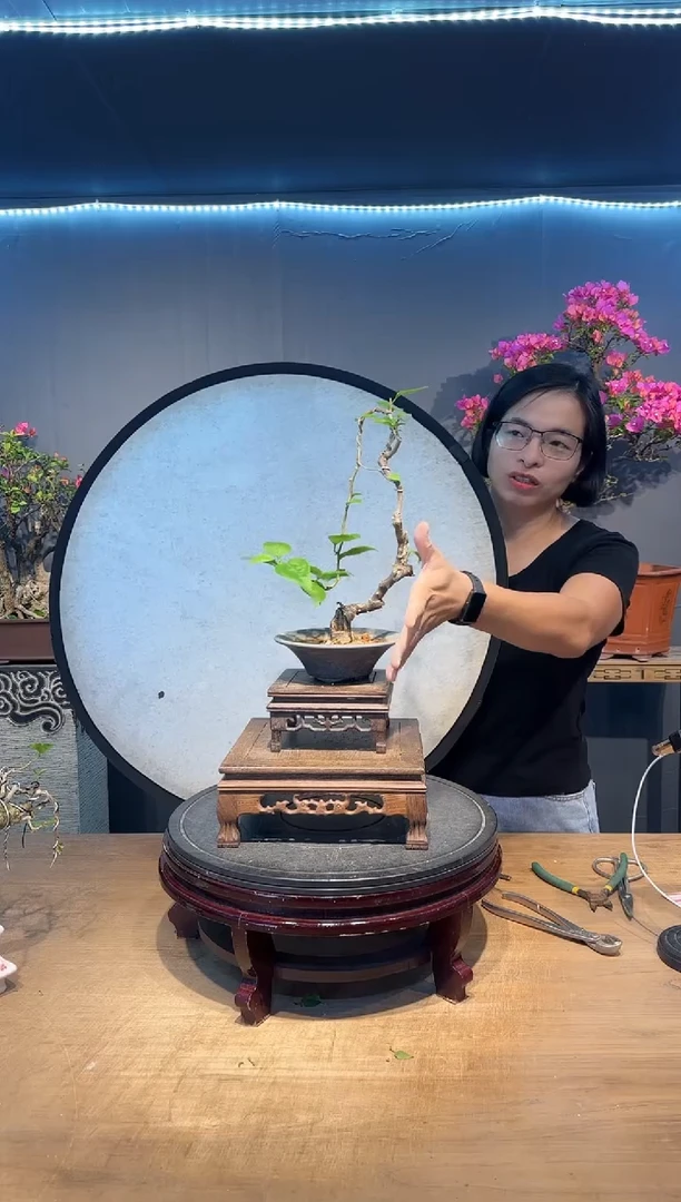 以****师三角梅同安红