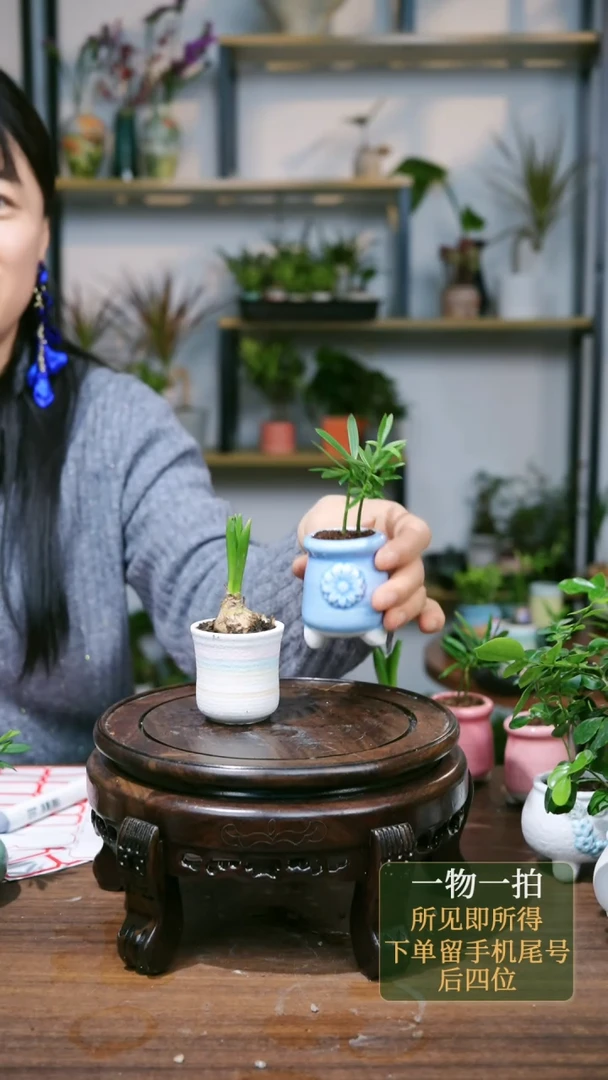 【闪购商品】126---0609罗汉松风信子