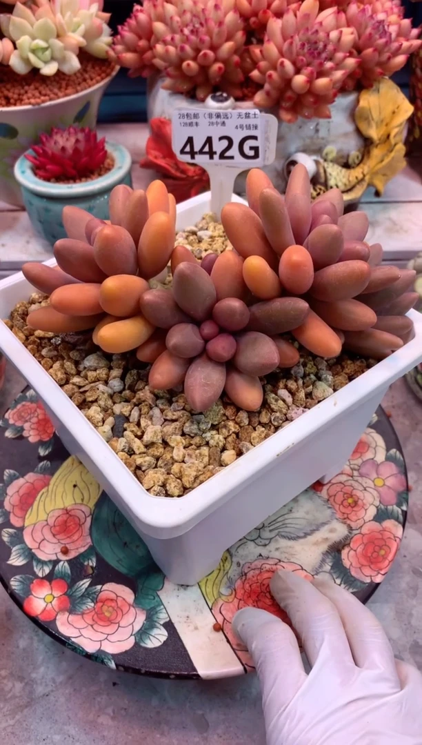 442G糖果美人（一物一拍，精品多肉，w所见即所得 ）