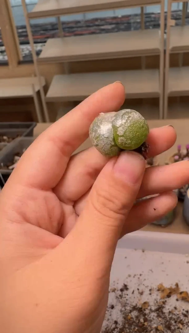 28-40多肉植物肉锥