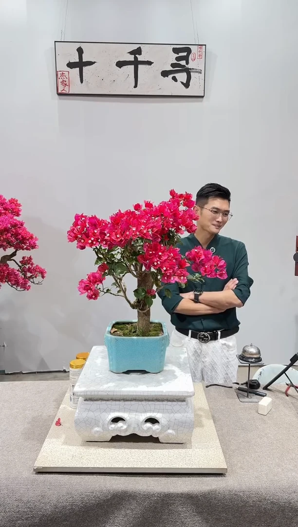 完全开放中国红三角梅