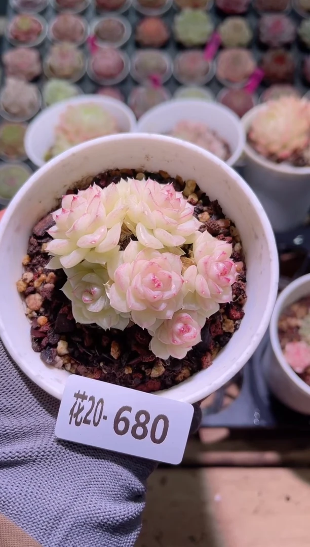 【闪购商品】20-680白天鹅