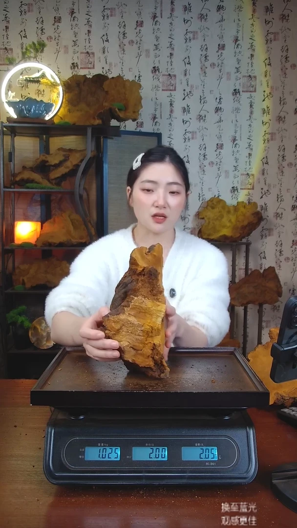 松针层孔菌中国大陆?**?【藏区 野生】松树桑黄（2.23斤）60-70年份