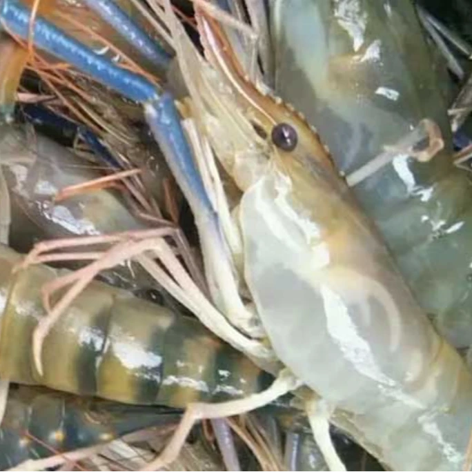 顺丰包邮罗氏虾虾鲜活速冻新鲜日期3斤无冰-MA