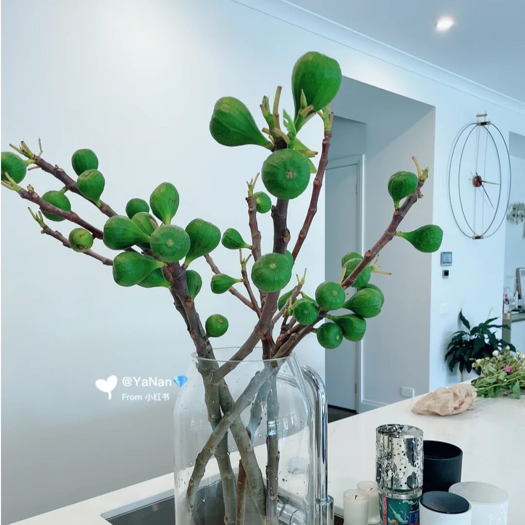 【我种花】无花果鲜切枝绿色果实小众稀有观赏鲜花水养家居云南直发