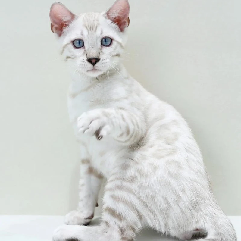 【尾巴日记萌宠】孟加拉豹猫雪豹