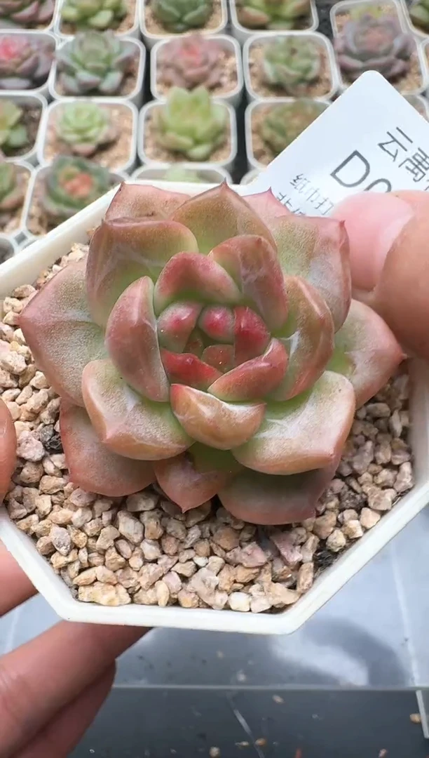 050D云禹多肉植物 带盆土纸巾打包 3颗包邮