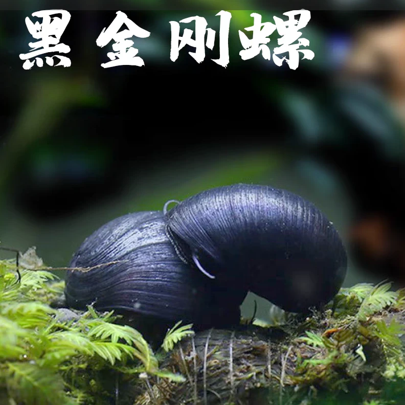 小型热带观赏鱼 观赏螺 黑金刚