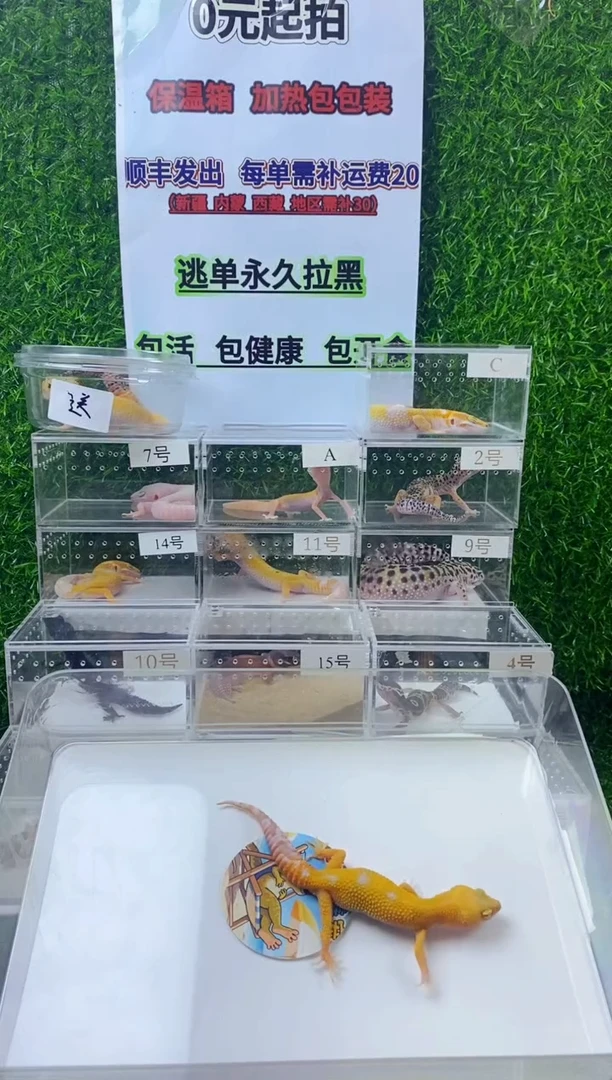 豹纹守宫豹纹守宫幼苗亚成体成体肥尾