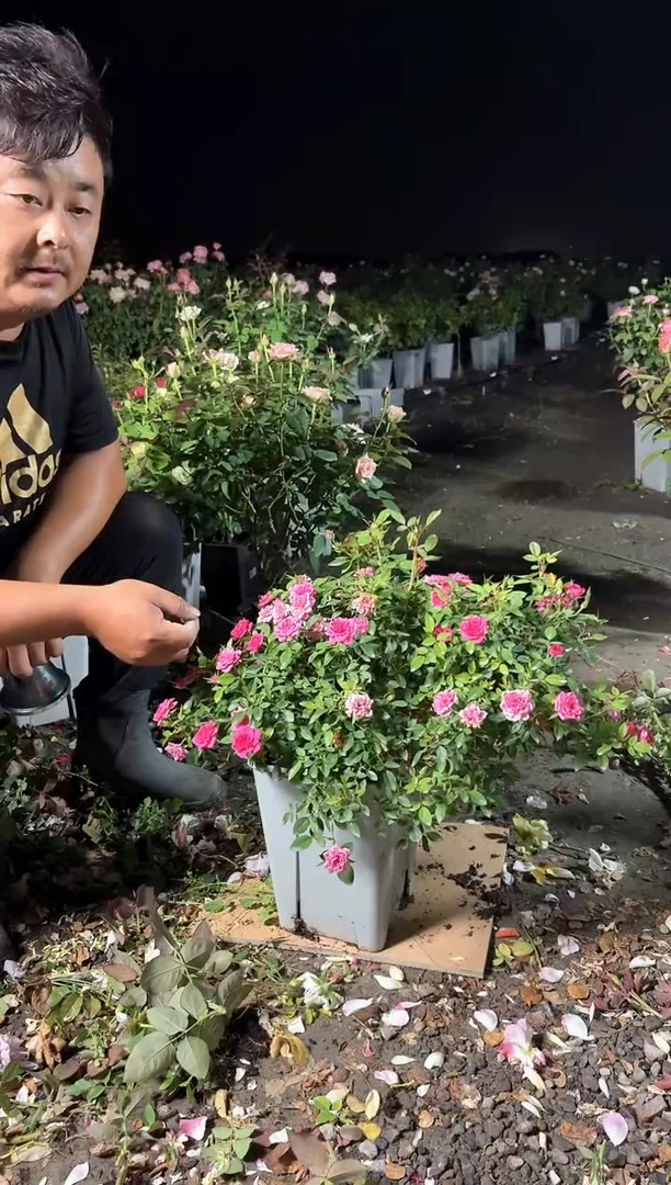 当前无花朵，栽培后可花朵心上人849