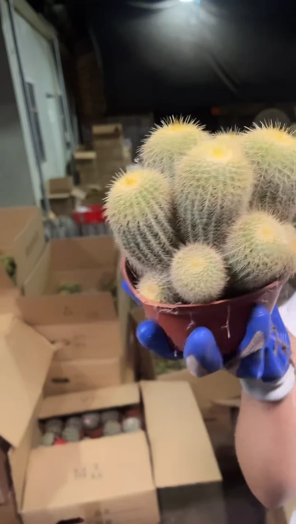 金冠多头群生9.99