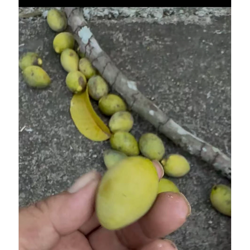 广东电白土特产(黄榄）约1.8~2斤，酸辣可口