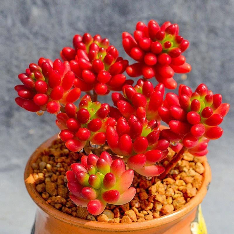 虹之玉锦多头群生多肉植物盆栽肉肉新手植物办公室创意花卉绿植