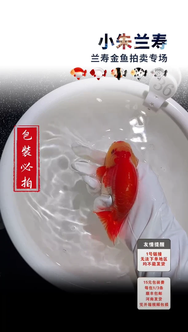 金鱼包装必拍未拍顺丰到付36号