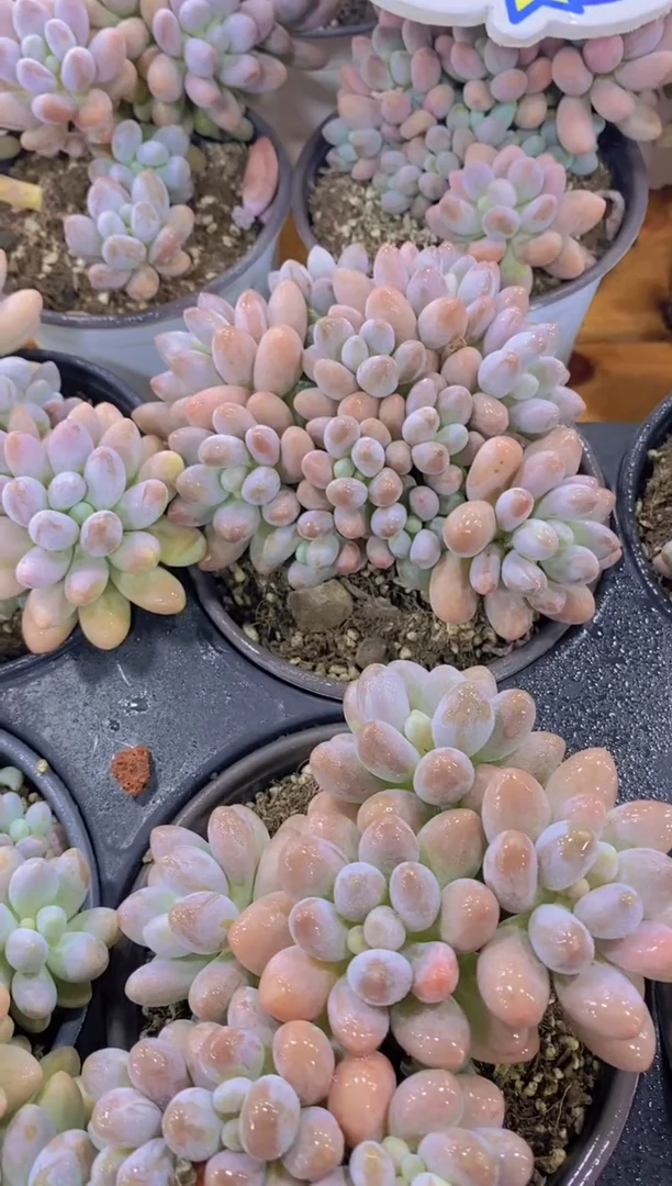 B41-汤圆母本大群脱土（量拍）