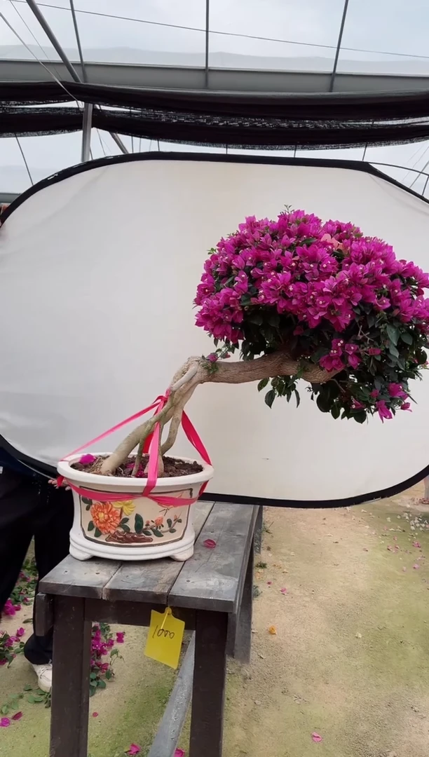 【闪购商品】盆景小叶紫