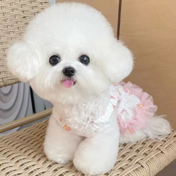【直播间一物一拍】韩系比熊活体小型犬可爱萌宠