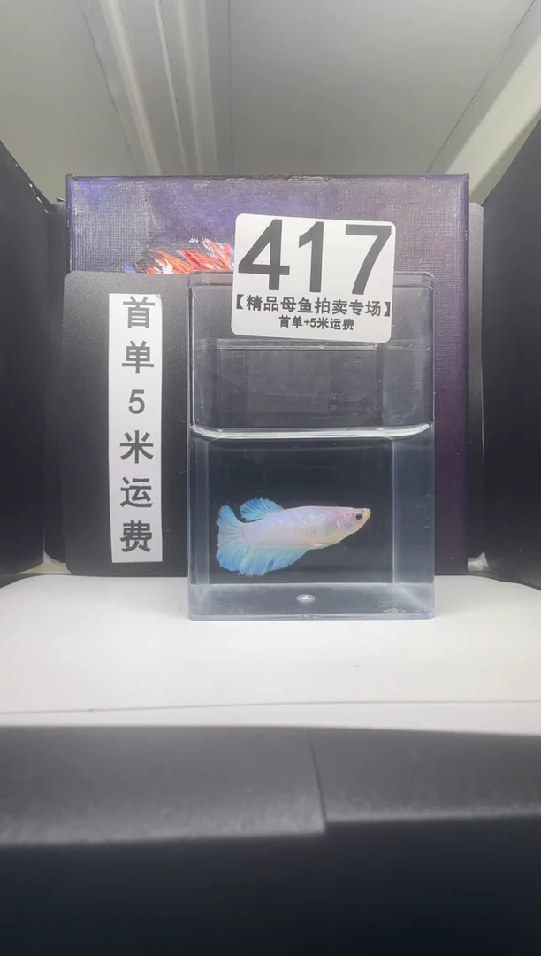 斗鱼母鱼编号：417