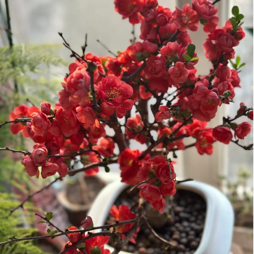海棠花树苗盆栽花卉冬季开花带花苞贴梗海棠重瓣耐寒花卉开花不断