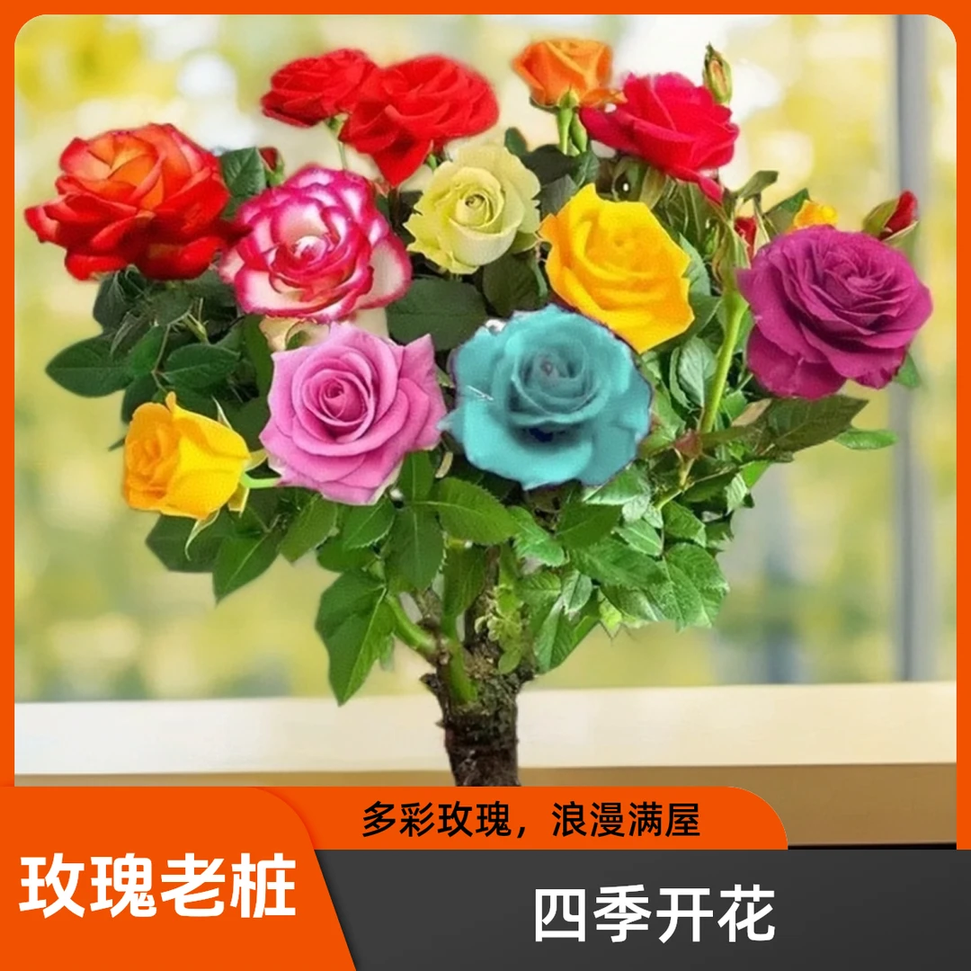 浓香大花玫瑰花苗四季开花不断可阳台庭院盆栽绿植花卉老桩
