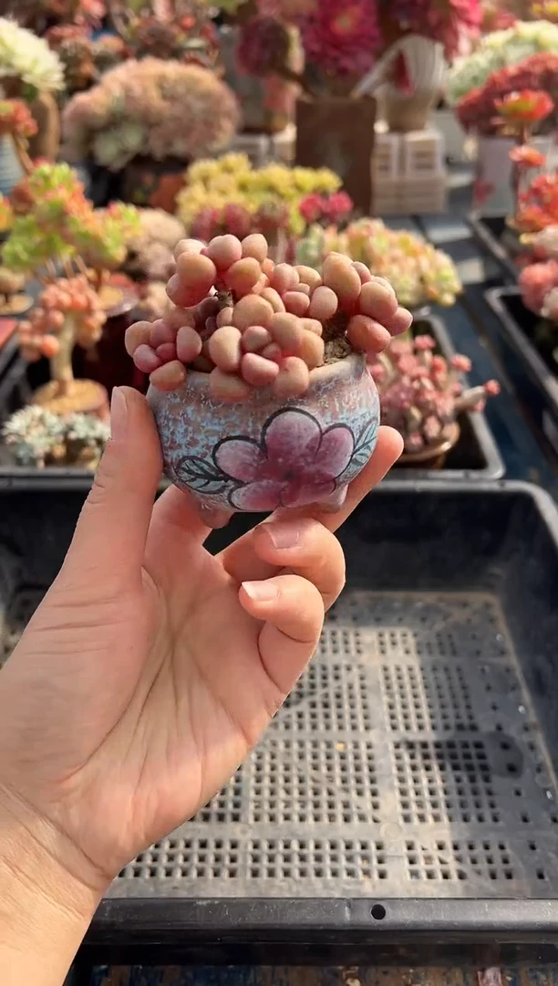 雾?707              带盆