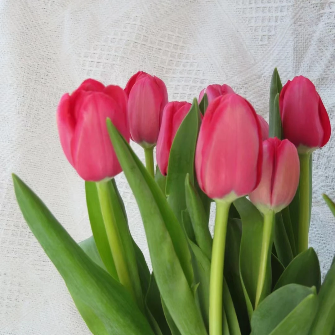 方德挚爱郁金香一把（10支） 云南基地  鲜花   水养