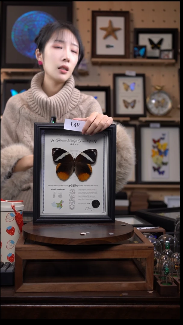 蝴蝶标本摆件一口价l48