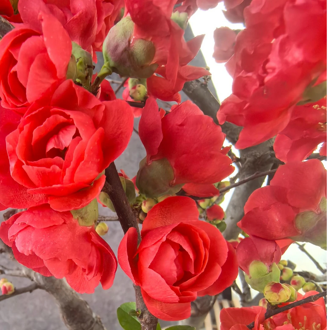 小玫瑰海棠花树苗盆栽绿海棠盆景银长寿树桩耐寒室内阳台花卉绿植