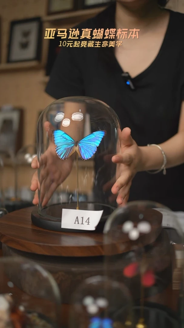 蝴蝶标本摆件a14
