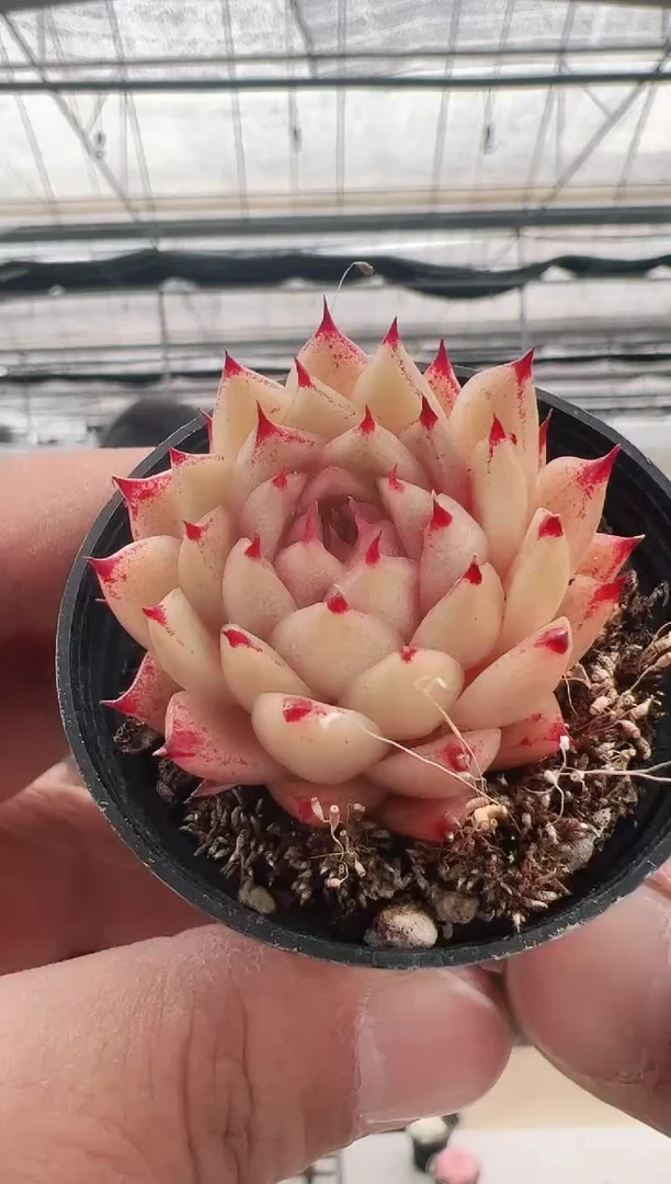 【闪购商品】新款多肉-115