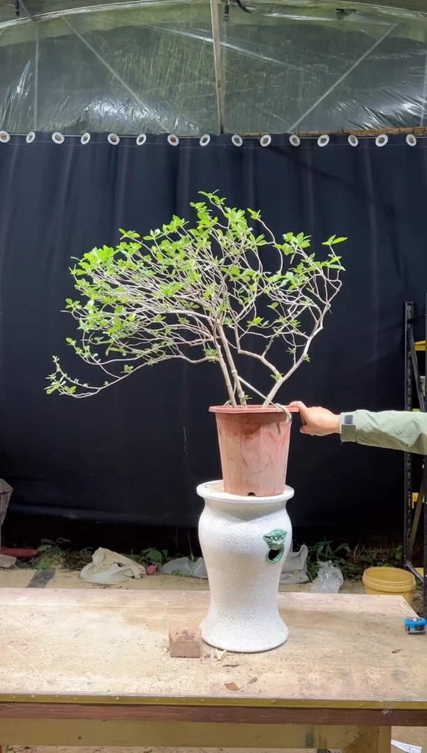 无花朵石*柏  海岛栀子花