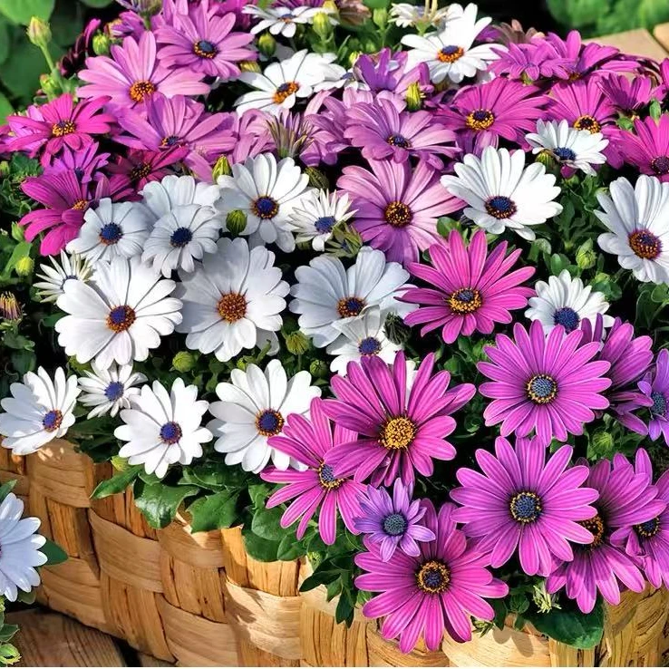 南非万寿菊种子耐寒阳台庭院蓝目菊花籽四季播种开花非洲雏菊盆栽