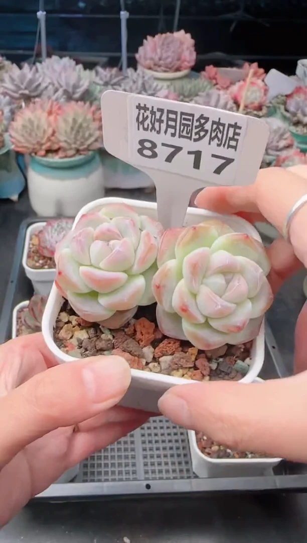 【闪购商品】8717.