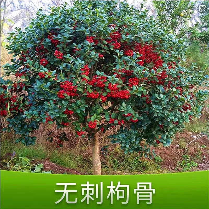 黄金枸骨和金玉满堂庭院花境耐寒耐热盆栽地栽造景植物