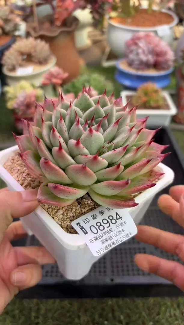 【闪购商品】08984